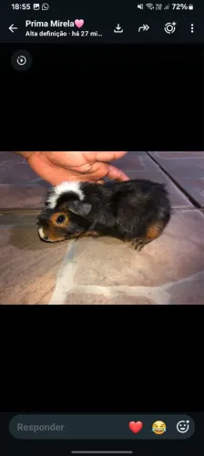 Vendo porquinha da Índia