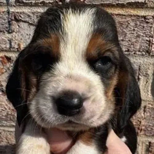 Basset Hound,Basset Hound Filhote Pronto Para Novo Lar