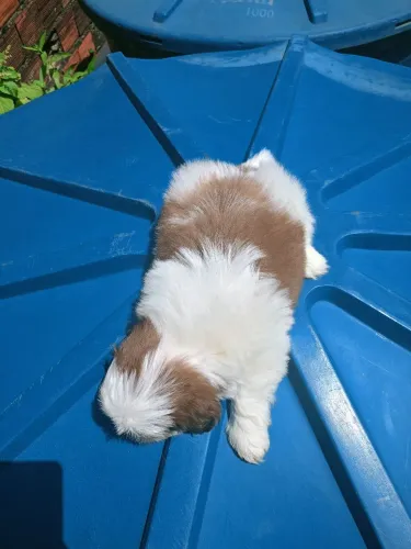 Cachorra shih Tzu