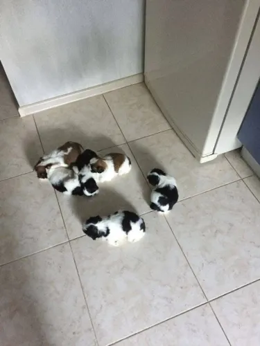 Filhotes de Shih Tzu | Amor pra receber!