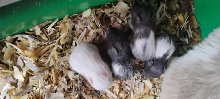 Hamster Sírio