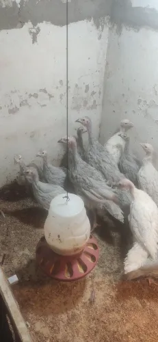 Vendas de peruzinho, dois meses 50 reais a unidade.