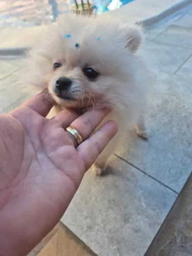 LULU DA PALMERANIA ANÃO MACHO