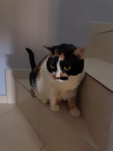 Gato para adoção