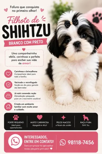Filhote de shihtzu 