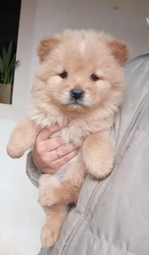 chowchow filhote disponível, temperamento dócil