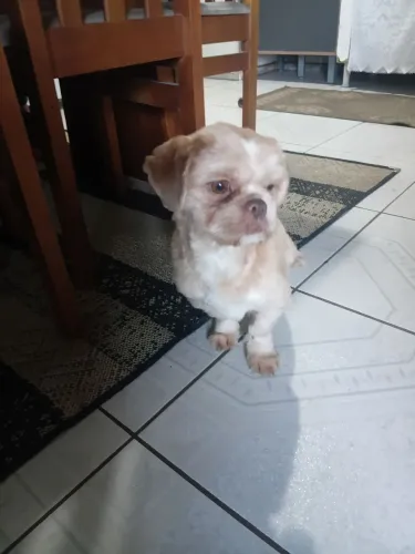 Cachorra shih Tzu 11 meses