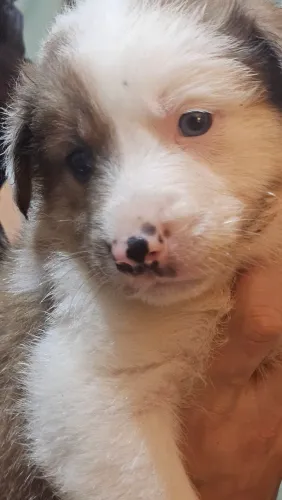 Filhote Border Collie Macho Red Olhos Azuis