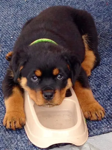 Filhotes de Rottweiler para guarda carinho para deixar sua vida mais leve