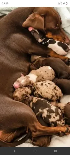 reserva filhotes Basset 