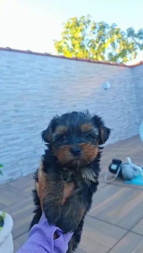 Cachorro