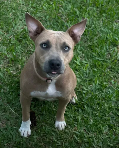 Misty para adoção
