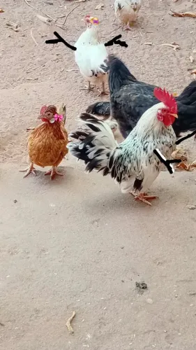 Vende-se galinhas e galos garnizer pet