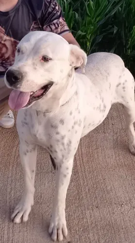 Dogo argentino 