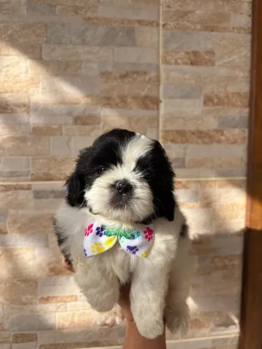 Cachorro shih tzu