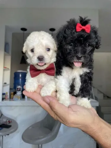 Poodle toy 