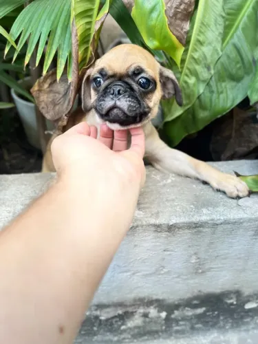 Filhote de pug