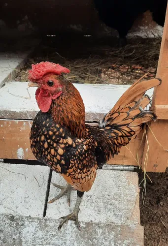 Garnizé Sebright 