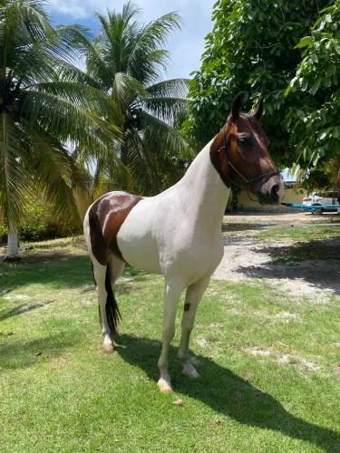 Vendo Mangalarga Marchador