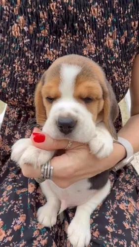Beagle com comportamento equilibrado disponível