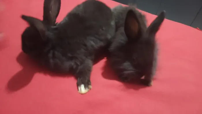 Coelhos a venda