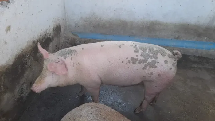 Suinos em ponto de abate