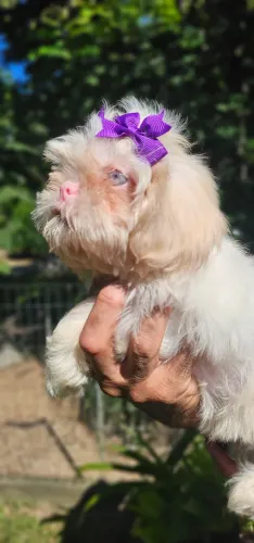 Shih-tzu Albina Iinhagem importada 