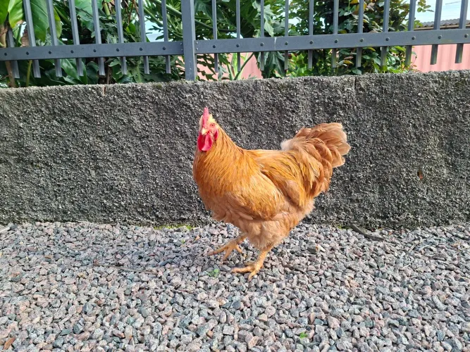 Galo orpington