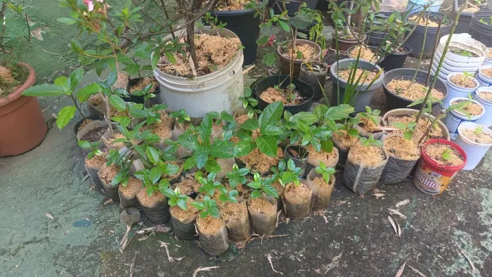 Mudas de maracuja em saquinho biodegradavel
