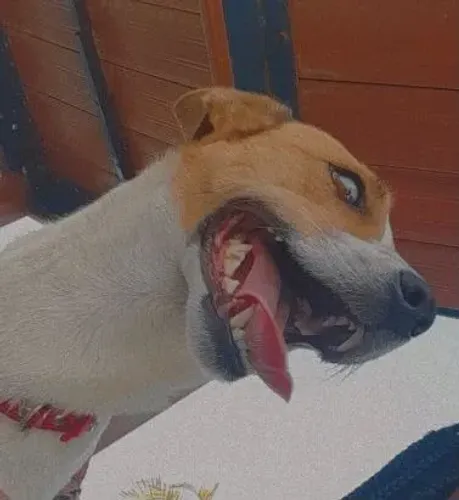Adoção