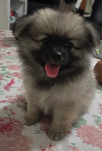 Spitz alemão 