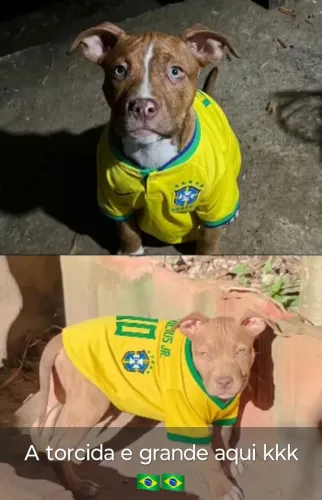 PIT MONSTER LINDOS FILHOTES PUROS E DE PROCEDÊNCIA LINHAGEM FORTE 