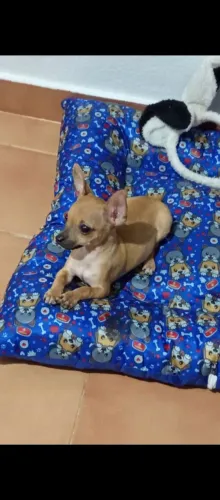 Estou de mudança e lá não aceita pets 
