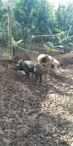 vende se duas leitoras 40k/lo Mairiporã 