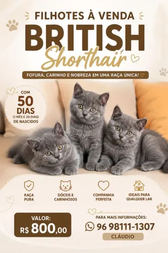Gato British shorthair