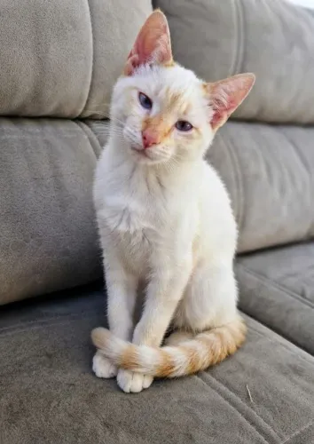 Gato macho 6 meses