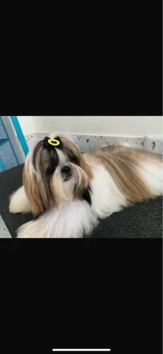 Vende-se filhotes de Shih Tzu