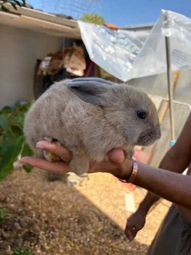 ? **COELHOS À VENDA - LINDOS E SAUDÁVEIS\!** ?