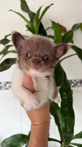 Chihuahua macho Lilac/ isabela 