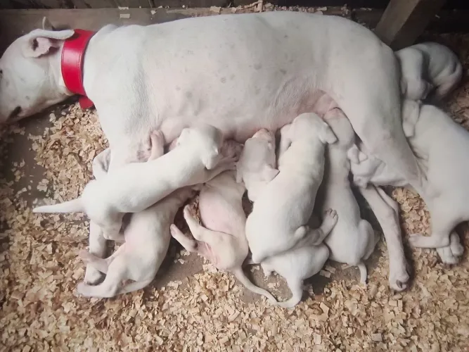 Reserva de Filhotes Dogo Argentino