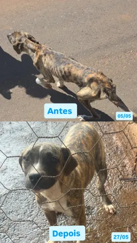 Adoção responsável