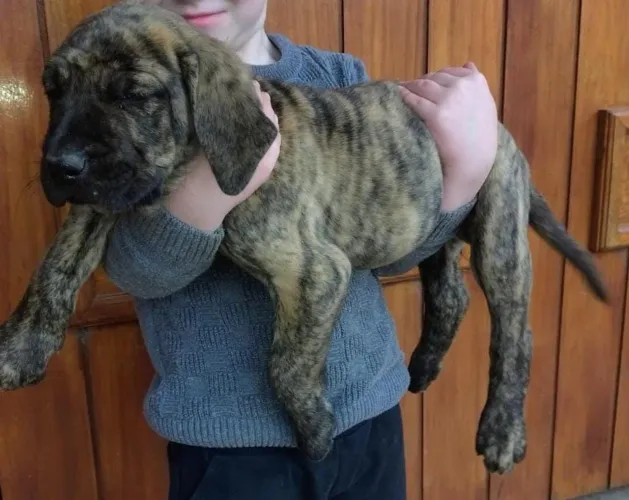 Fila brasileiro