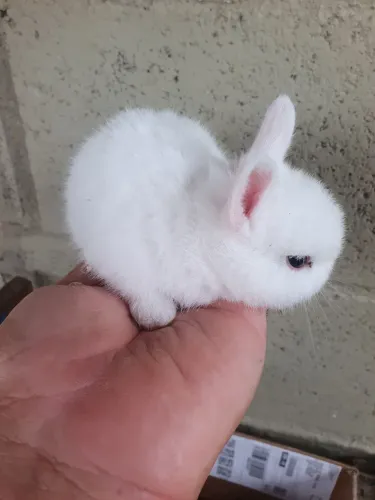 Mini coelho holandês 