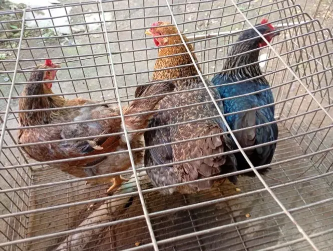 Galinhas no precinho , uma botando ovo