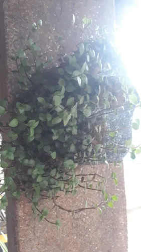 Vendo lindo vaso pendente c/ planta dinheiro em penca