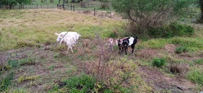 Vendo cabras e bode