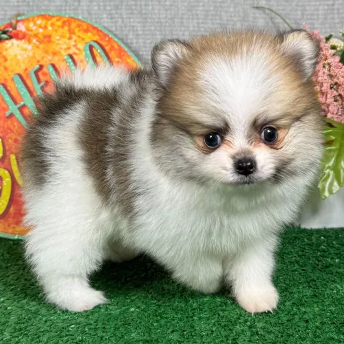 Spitz Alemão| Fotos atualizadas da ninhada direto no seu WhatsApp