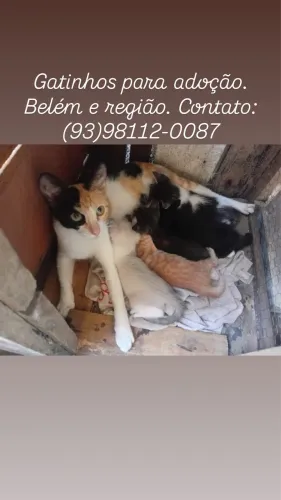 Gatinhos para adoção 