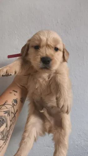 Filhote Golden Retriever, Seus dias ficarão mais alegres com um filhote ao seu lado!