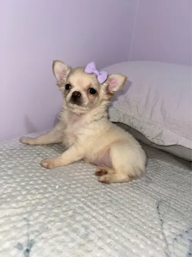 Chihuahua pelo longo linda 